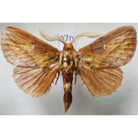 Euthrix potatoria (Linnaeus, 1758) male Barczatka napójka Poland97n